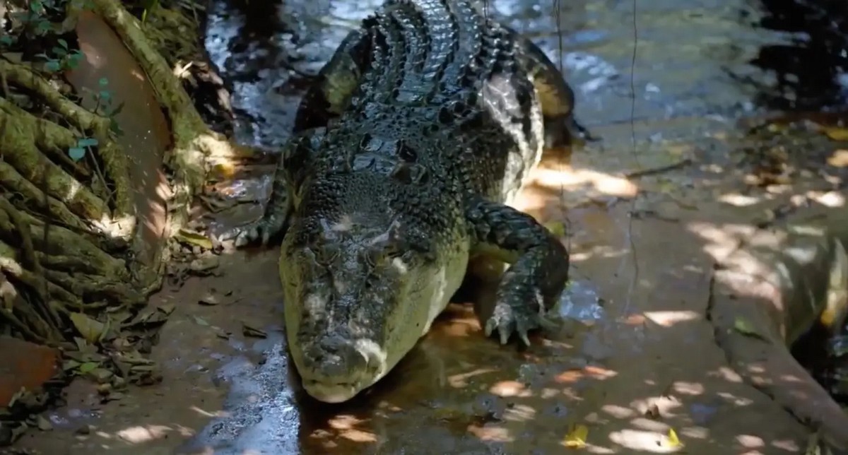 Ecco Il Coccodrillo Pi Grande Del Mondo Tiscali Ambiente