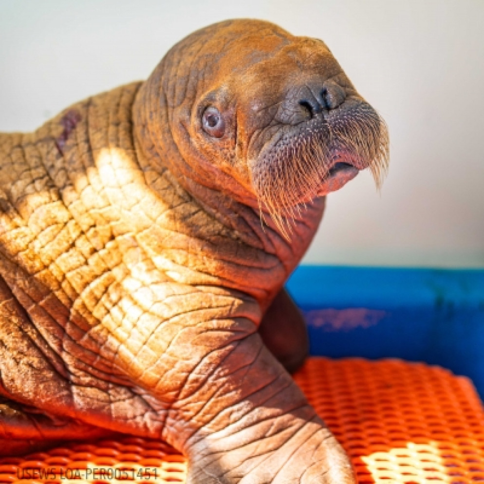 Cucciolo Di Tricheco Morto Con Il Cuore Spezzato Le Coccole Non Sono