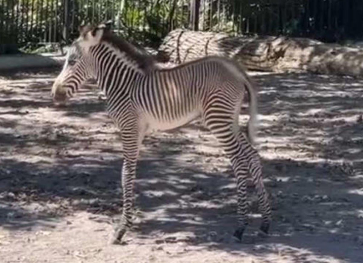 Fiocco rosa al Bioparco di Roma è nata una femmina di zebra di Grevy